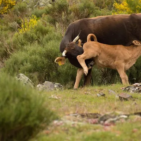 شقة Paraiso Desconocido 1 Pura Magia Cardano de Abajo